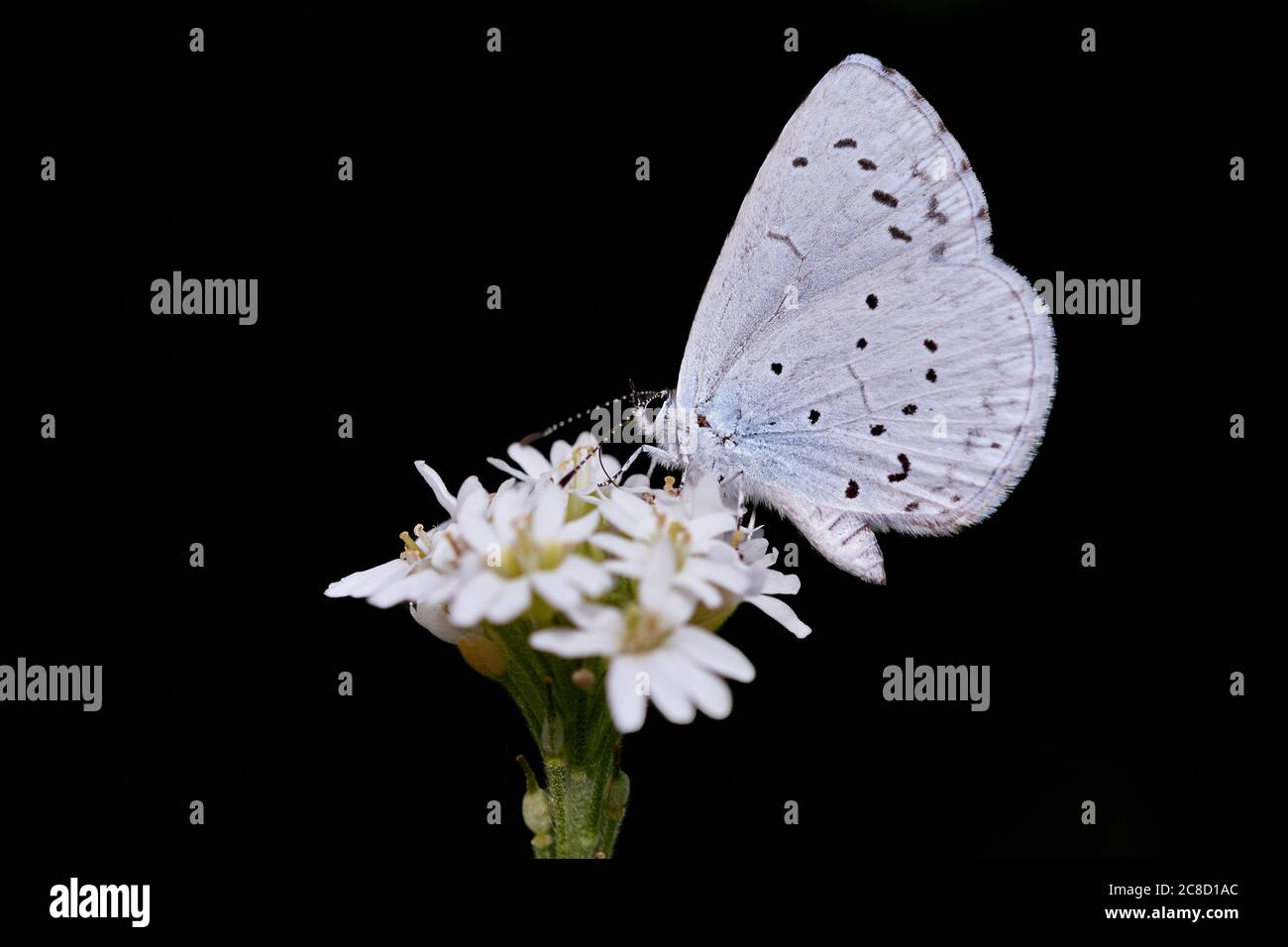 Provenzale a coda corta blu (Cupido alcetas) arroccato su fiore bianco e isolato su sfondo nero. Foto Stock
