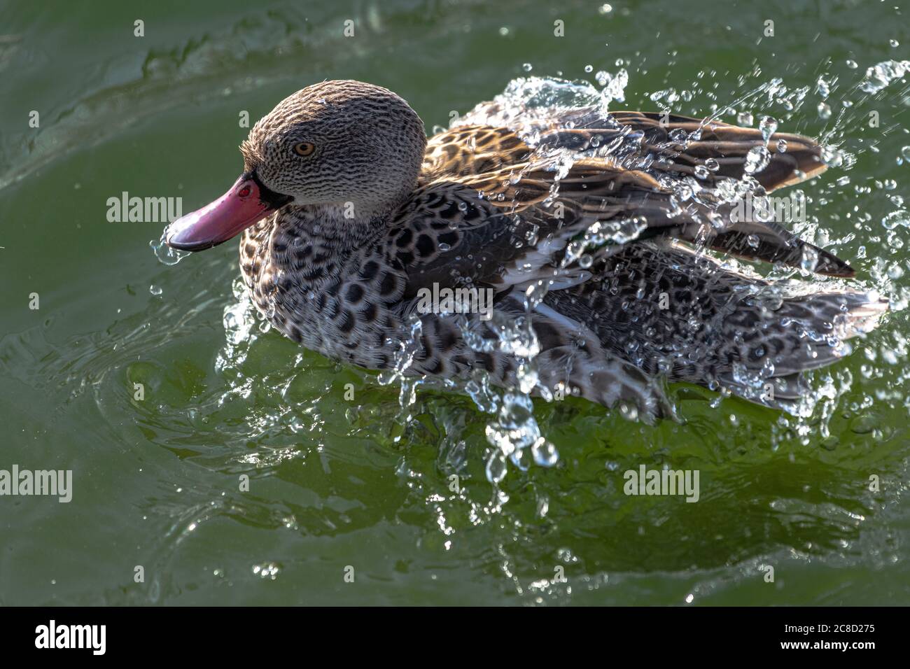 Capo Teal (Anas capensis) pulire il suo piumaggio Foto Stock