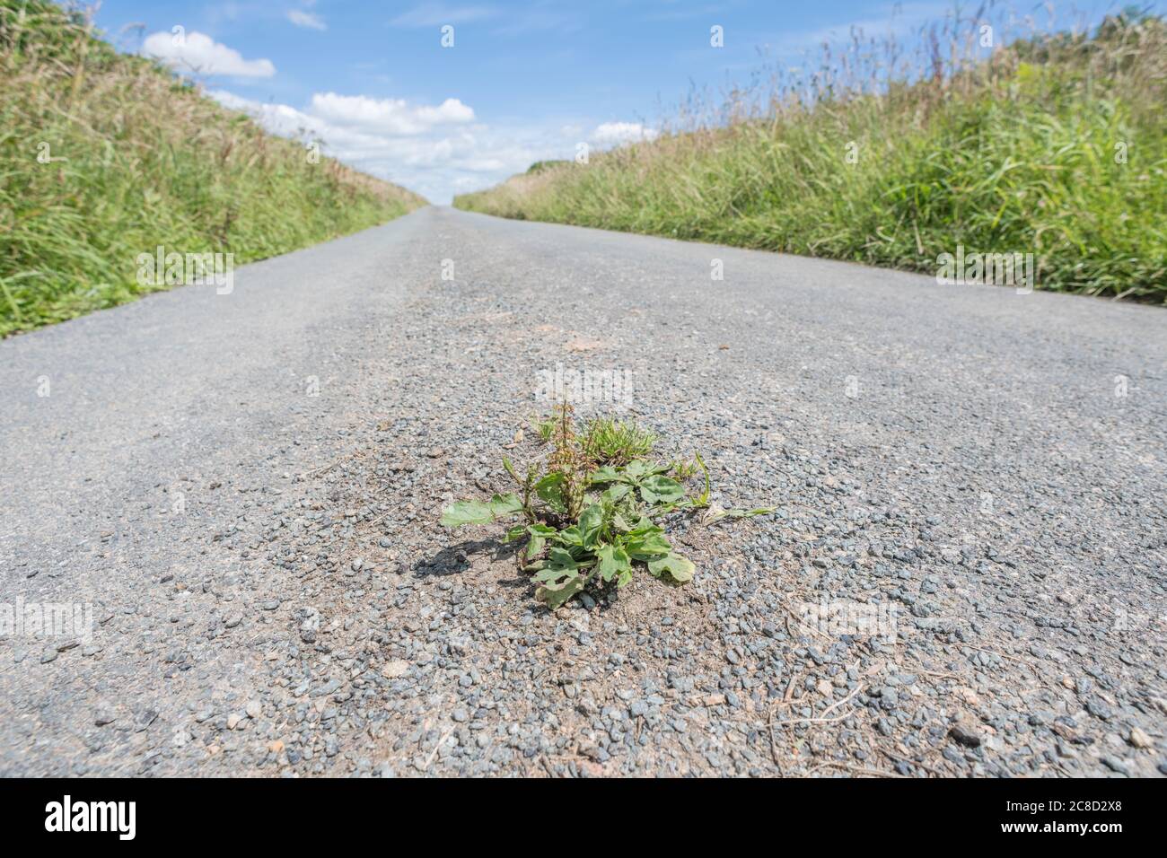 Greater Plantain / Plantago maggiore e altre erbacce che crescono nella tarmac di cottura di una strada di campagna della Cornovaglia al sole. Sopravvivenza del più adatto. Foto Stock