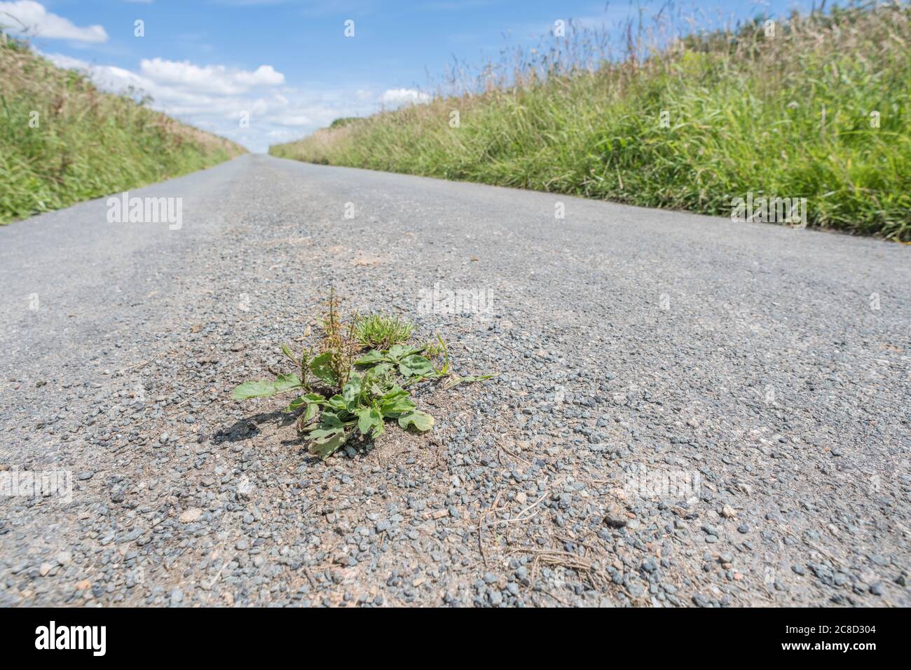 Greater Plantain / Plantago maggiore e altre erbacce che crescono nella tarmac di cottura di una strada di campagna della Cornovaglia al sole. Sopravvivenza del più adatto. Foto Stock