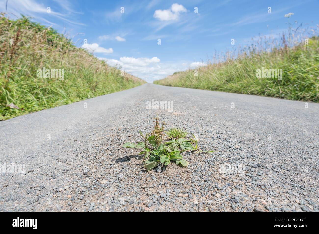 Greater Plantain / Plantago maggiore e altre erbacce che crescono nella tarmac di cottura di una strada di campagna della Cornovaglia al sole. Sopravvivenza del più adatto. Foto Stock