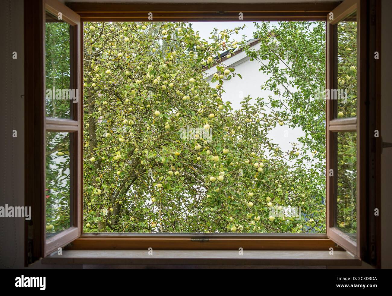 Vista di un albero di mele attraverso una finestra della camera da letto con mele mature. Foto Stock