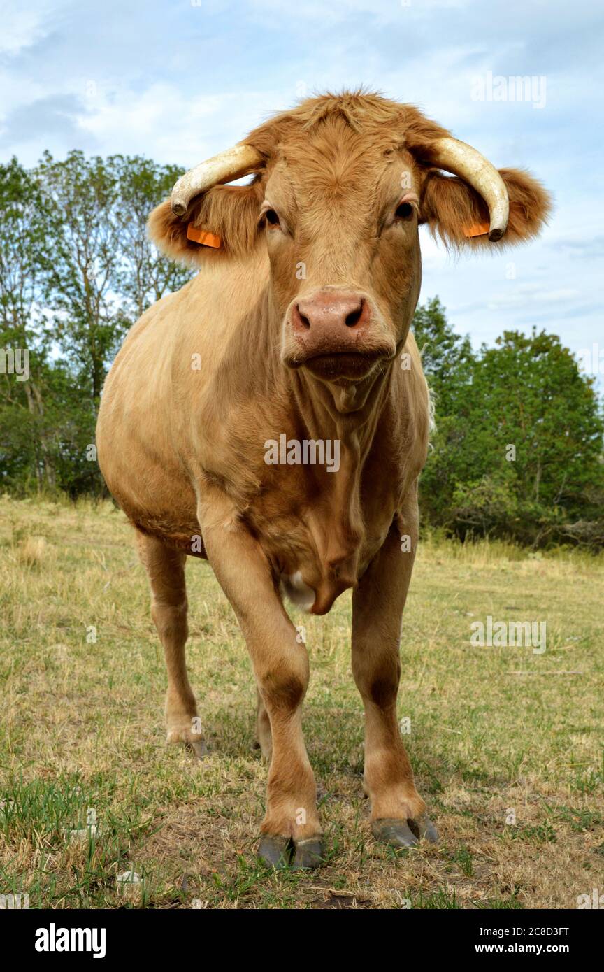 Bella vacca limousine in un campo in campagna Foto Stock