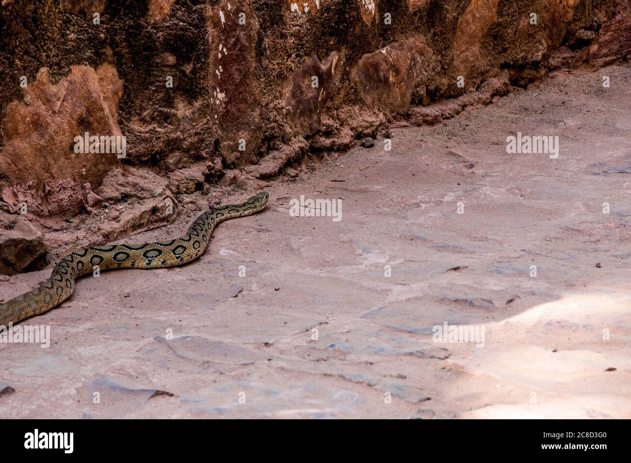 Il serpente di Russell è una specie di serpente venoso della famiglia dei Viperidae, appartenente alla famiglia dei Viperidae Foto Stock