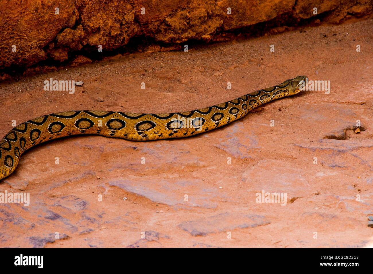 Il serpente di Russell è una specie di serpente venoso della famiglia dei Viperidae, appartenente alla famiglia dei Viperidae Foto Stock