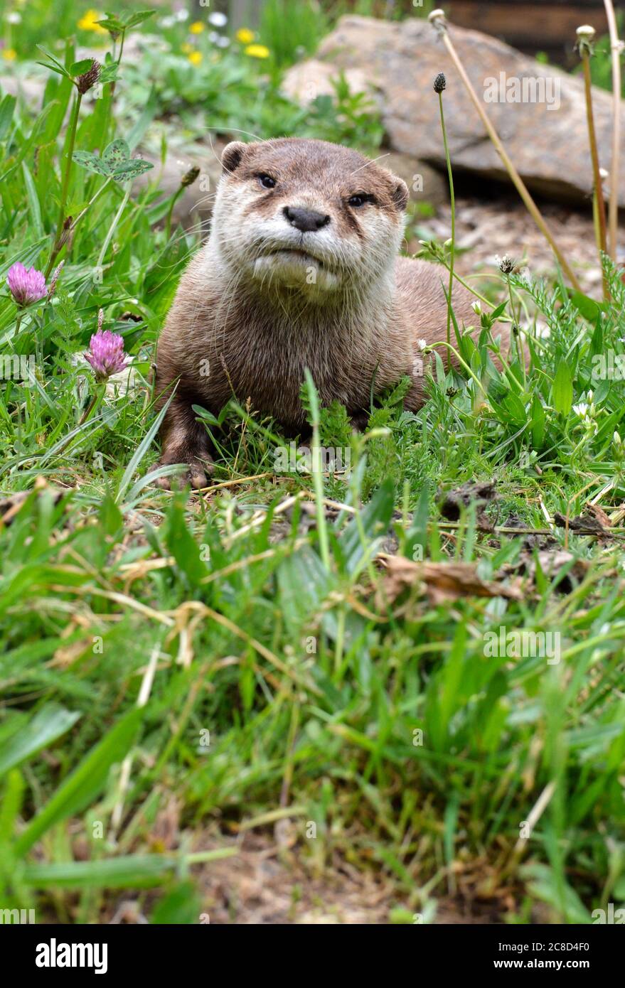 Una bella e carina lontra sulle rive di un fiume. Questo è animale acquatico. Foto Stock