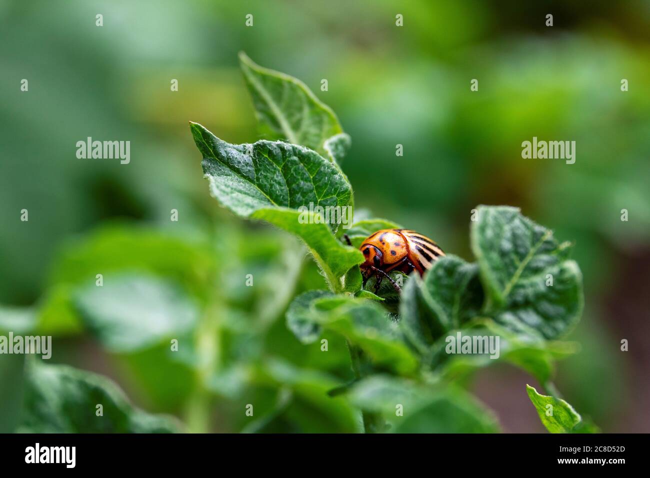 Un macro ritratto di una decemlinata di leptinotarsa, chiamata anche un bug del colorado tra le foglie di una pianta di patata che stava mangiando. L'insetto è Foto Stock