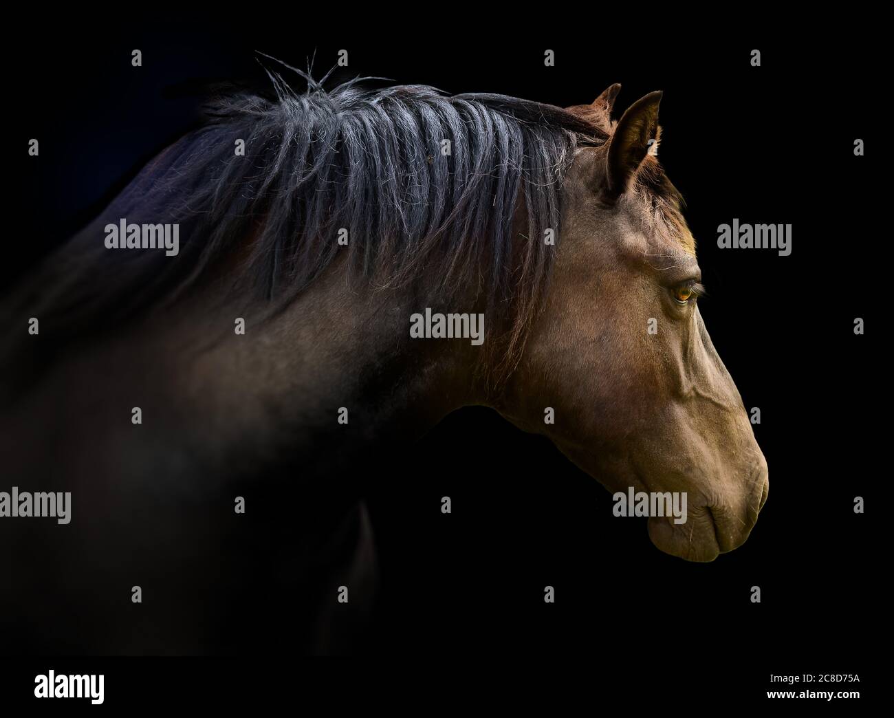 Cavallo nero pony stallone testa equino ritratto Foto Stock