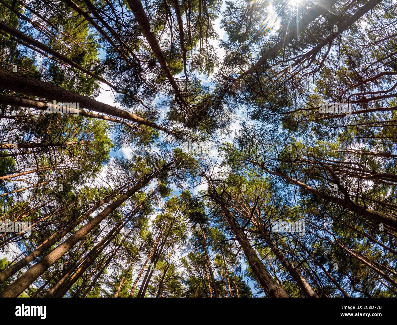 Forrest Tree Canopy da sotto con luce solare attraverso gli alberi Foto Stock