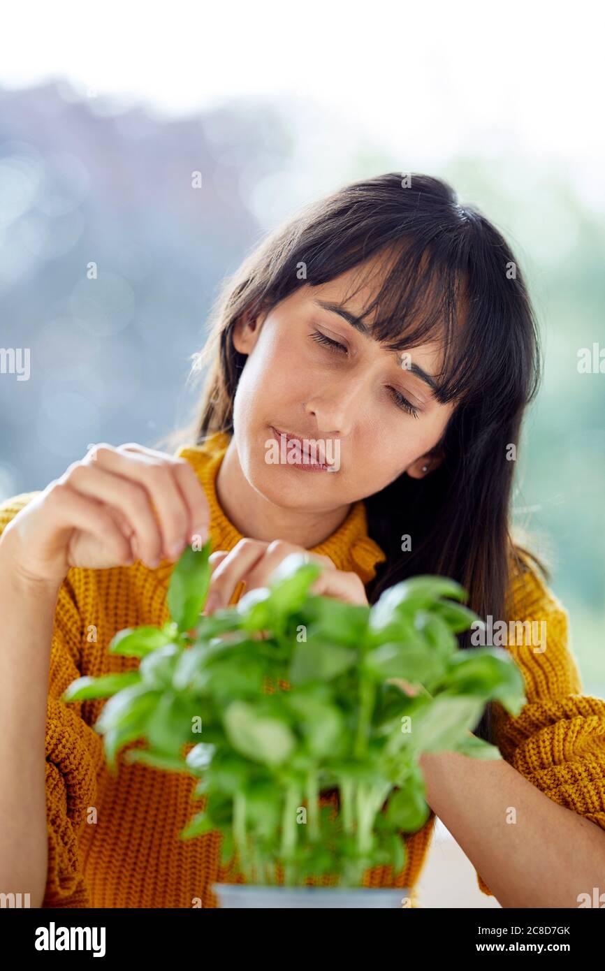 Donna che raccoglie foglie di basilico Foto Stock