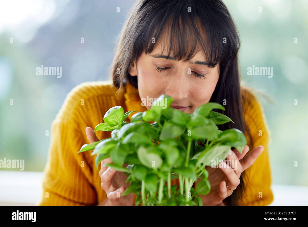 Donna che raccoglie foglie di basilico Foto Stock