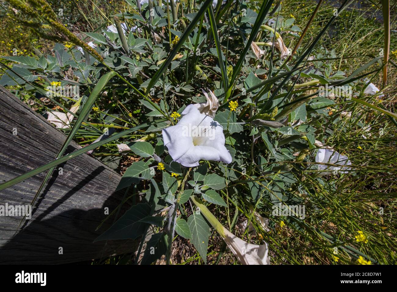Datura e senape e altre piante selvatiche al rifugio Merced National Wildlfe nella Central Valley of California USA Foto Stock