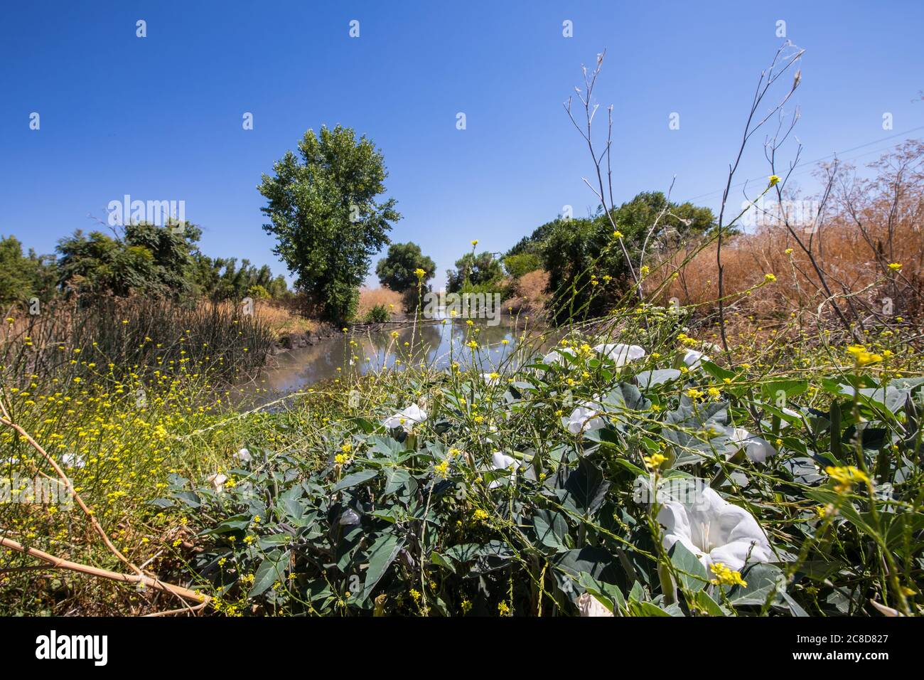 Datura e senape e altre piante selvatiche al rifugio Merced National Wildlfe nella Central Valley of California USA Foto Stock