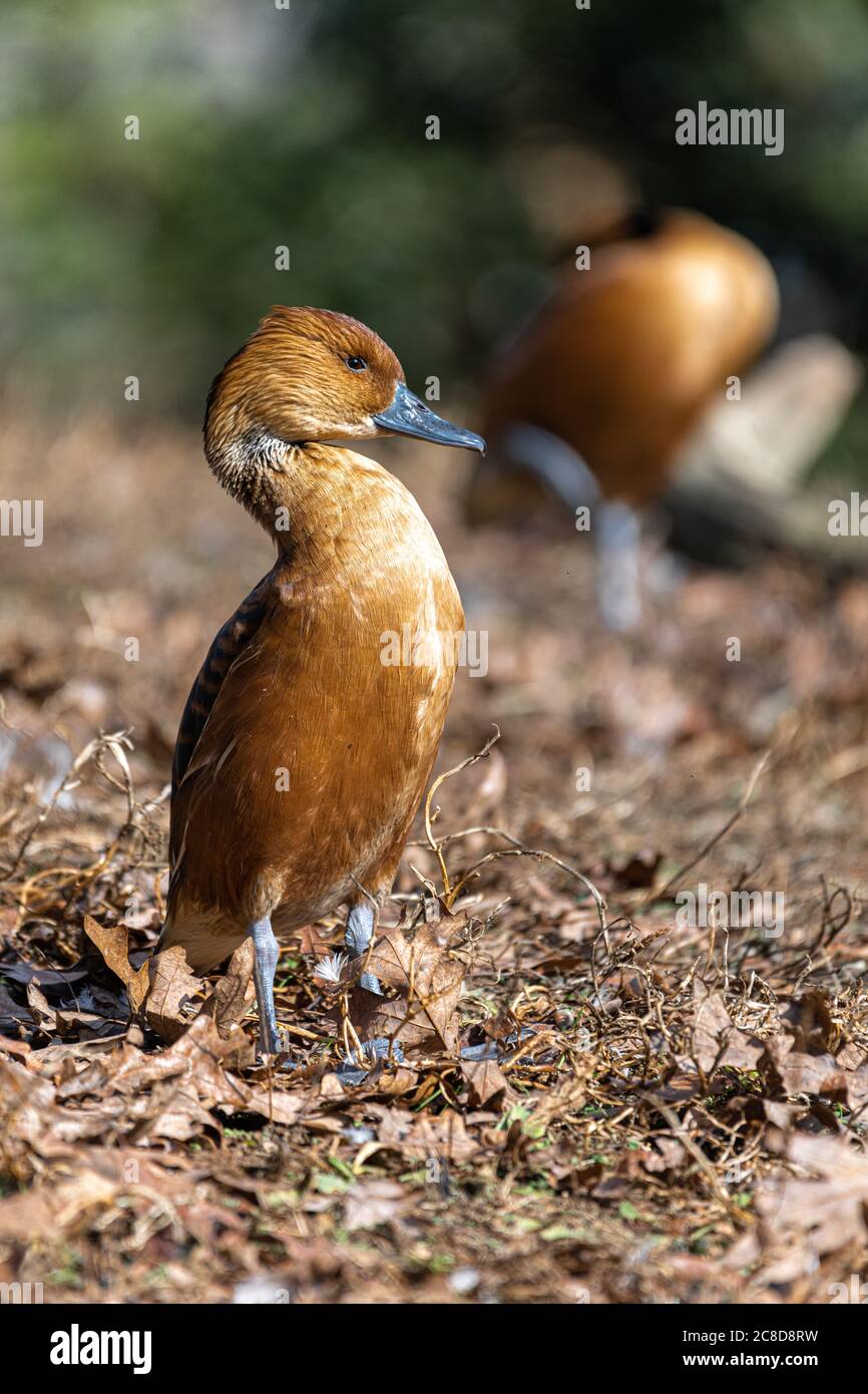 Sibilo Fulvous anatra (Dendrocygna bicolor) Foto Stock