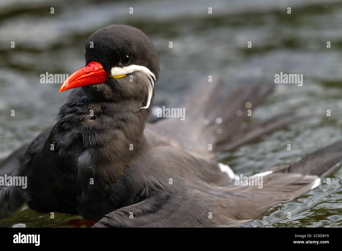 Terme Inca Tern (Larosterna inca) Foto Stock