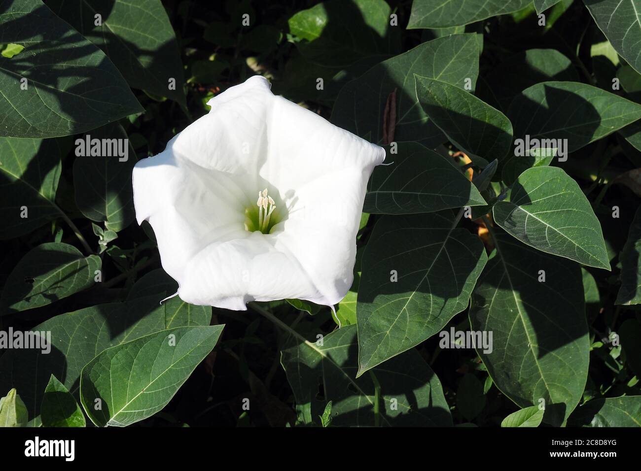 Metel, Thornapple indiano, Datura indù, Tromba del Diavolo, metel di Datura, mételmaszlag Foto Stock