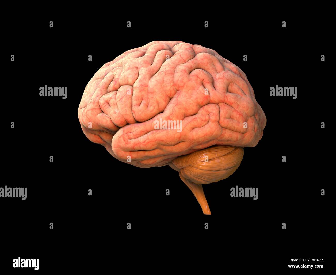 Anatomia umana cerebrale 3D - struttura anatomica cerebrale isolata, organo capo, lobi, sistema nervoso, oggetto neurologico, potere dell'attività umana, parte del corpo, br Foto Stock