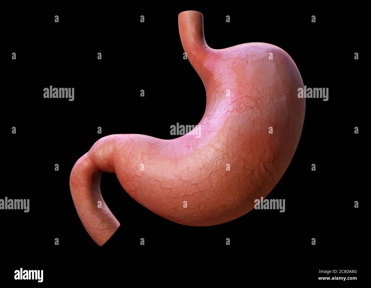 3d stomaco umano, dettagli anatomici, illustrazione di uno stomaco umano, rendering Foto Stock