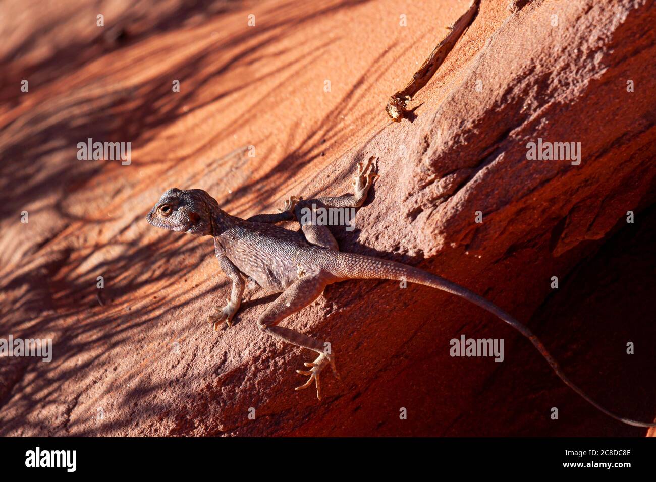 Primo piano immagine di un sinaitus di Pseudopapelus (Sinai AGAMA Lizard) che si basa su una roccia nel deserto di Wadi Rum, Giordania. Questo maschio è nel suo colore marrone naturale Foto Stock