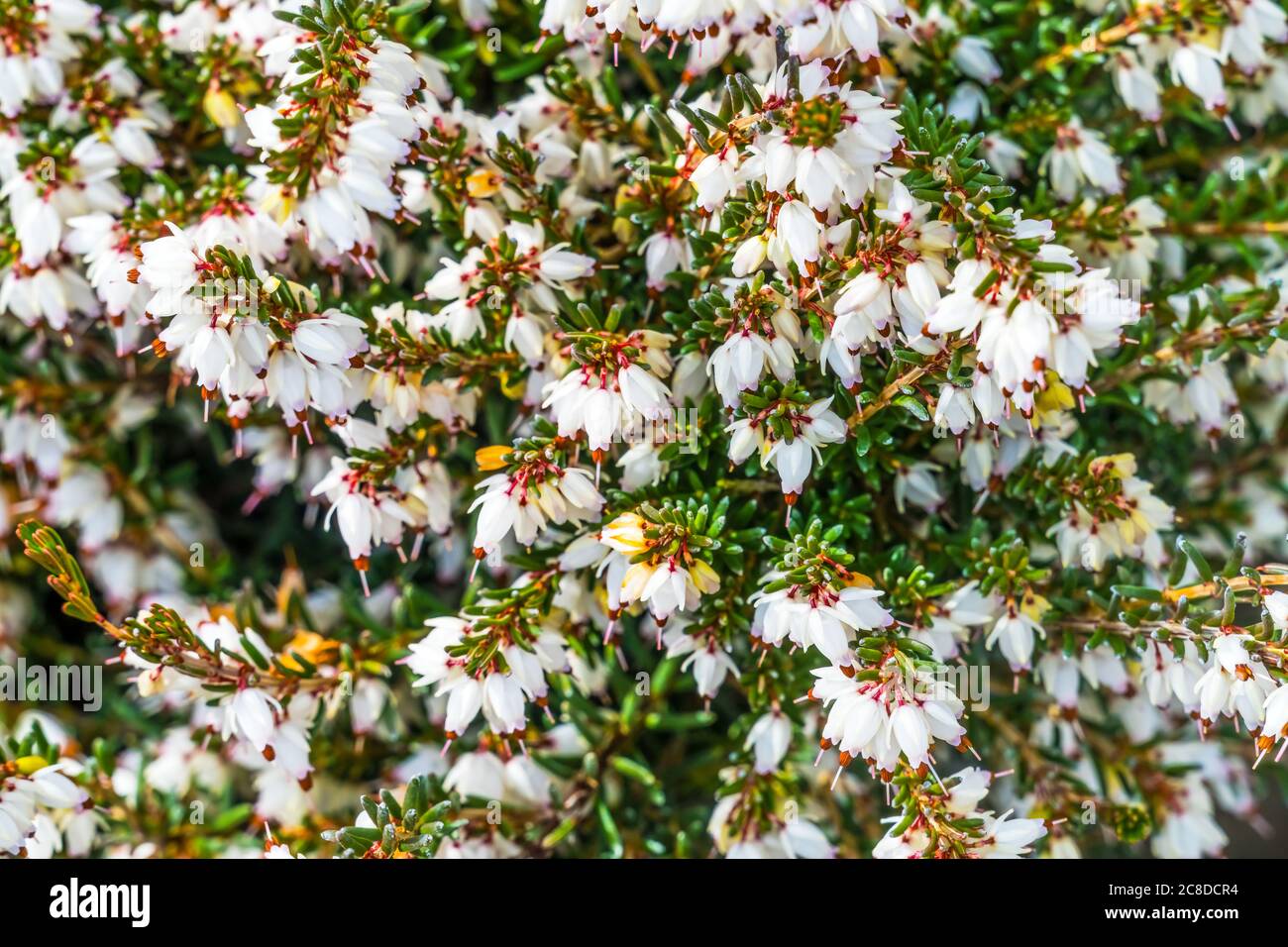 Springwood White Heather Erica Carnea Blooming Macro. Originario dell'Italia settentrionale Foto Stock