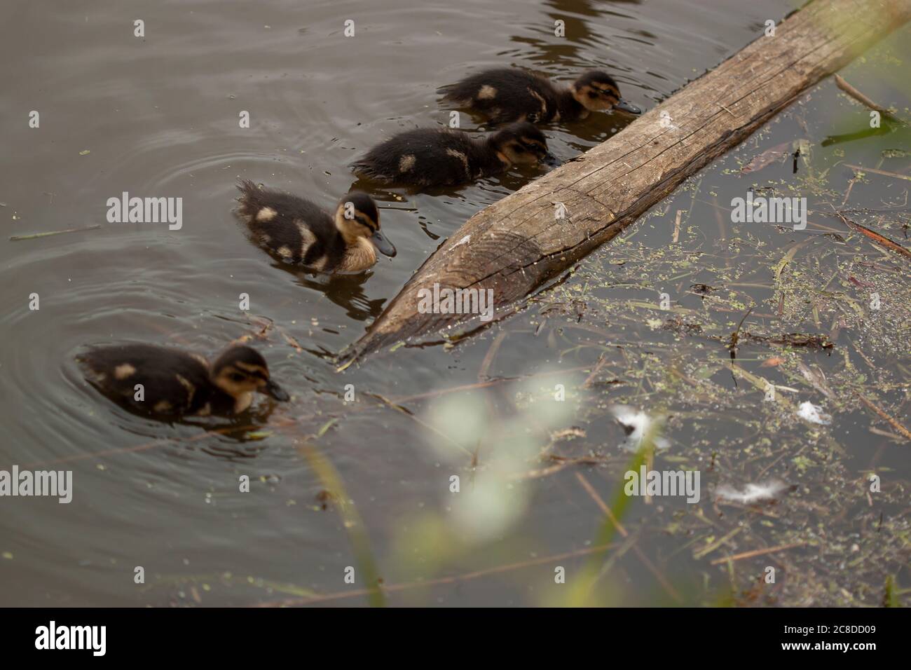 Anatroccoli che nuotano da soli in un lago. 4 anatroccoli sono da un ceppo di legno nella regione di backwater di uno stagno o fiume. Cercano cibo ed esplorano il sur Foto Stock