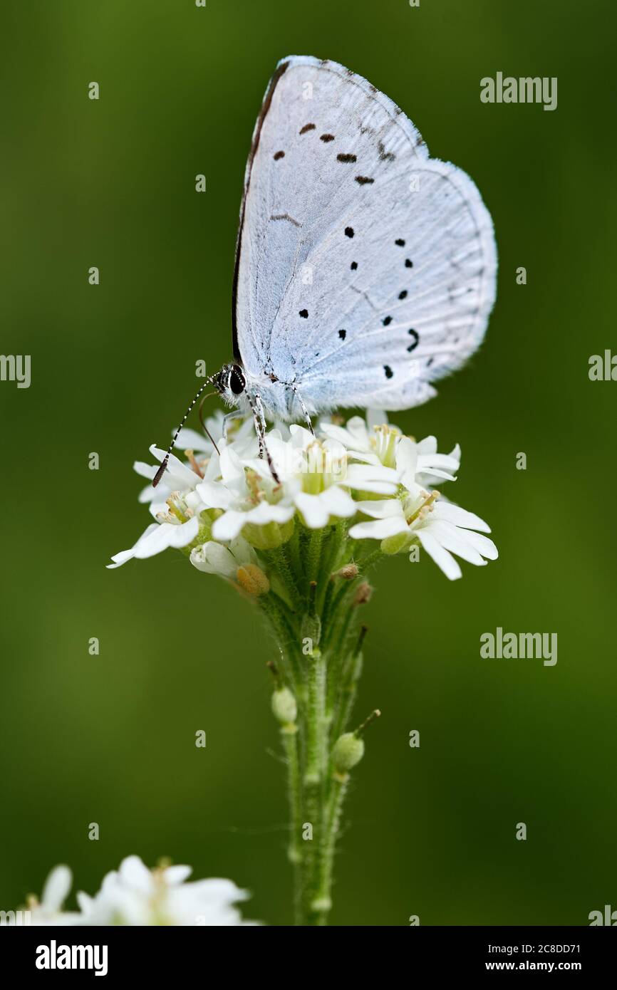 Farfalla blu, la provenzale a coda corta blu o Cupido alcetas arroccato su fiore bianco in natura Foto Stock