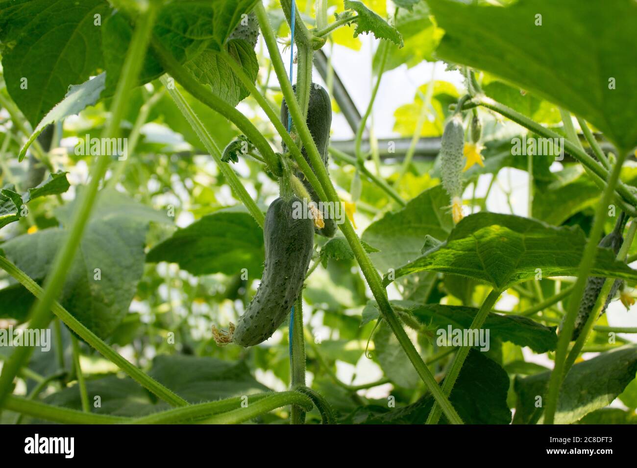 Piantagione di cetrioli a serra, concetto di giardino. Foto Stock