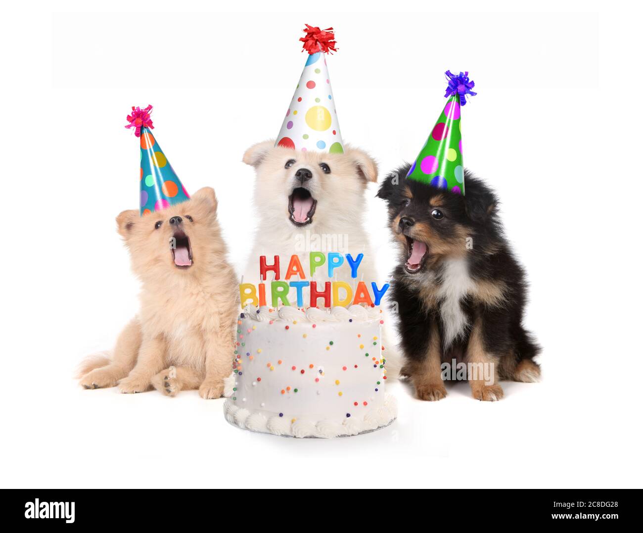 Cuccioli umorosi canto felice compleanno Canzone con torta Foto Stock