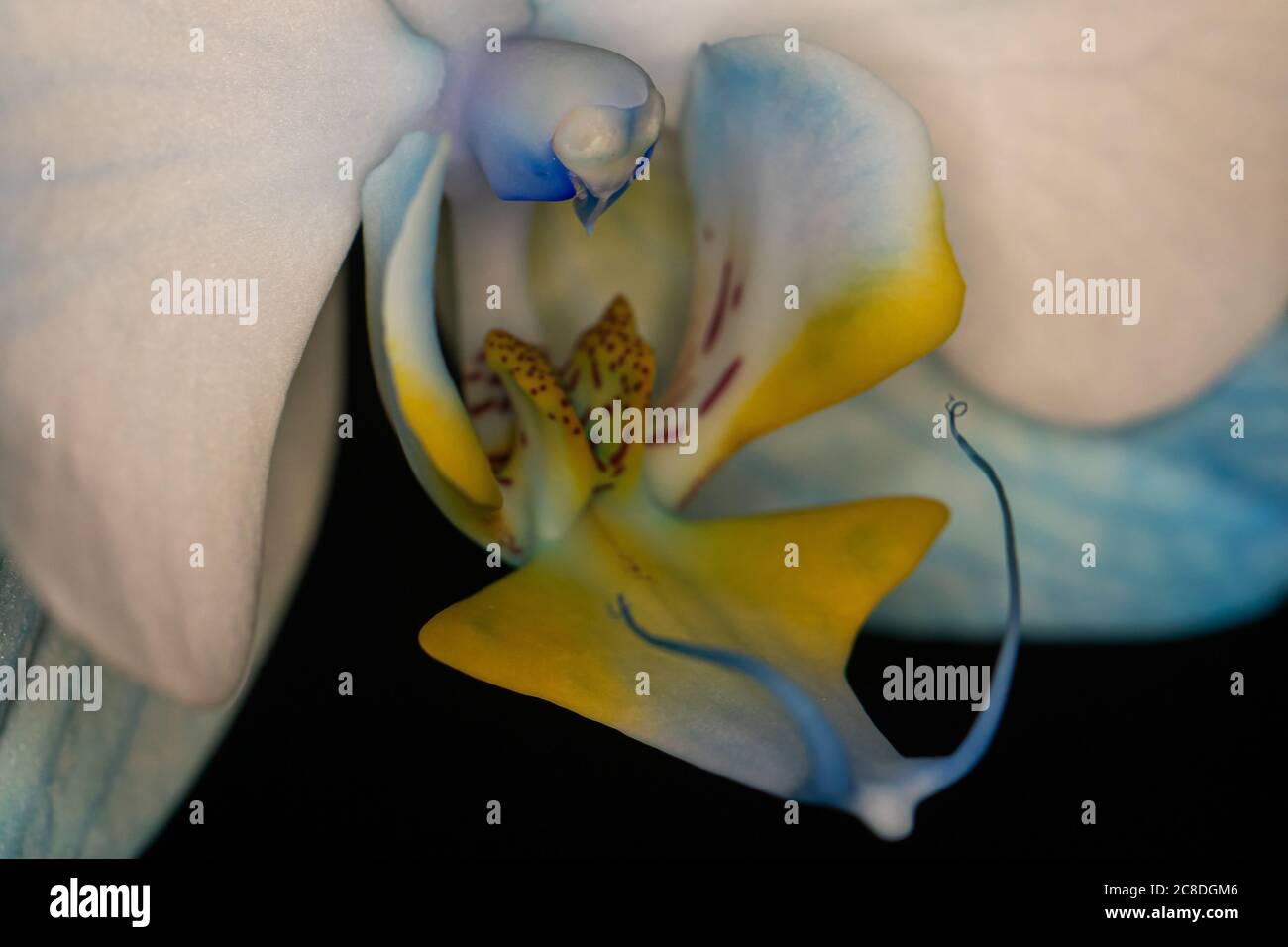 Primo piano dell'interno di una orchidea bianca con striature blu Foto Stock