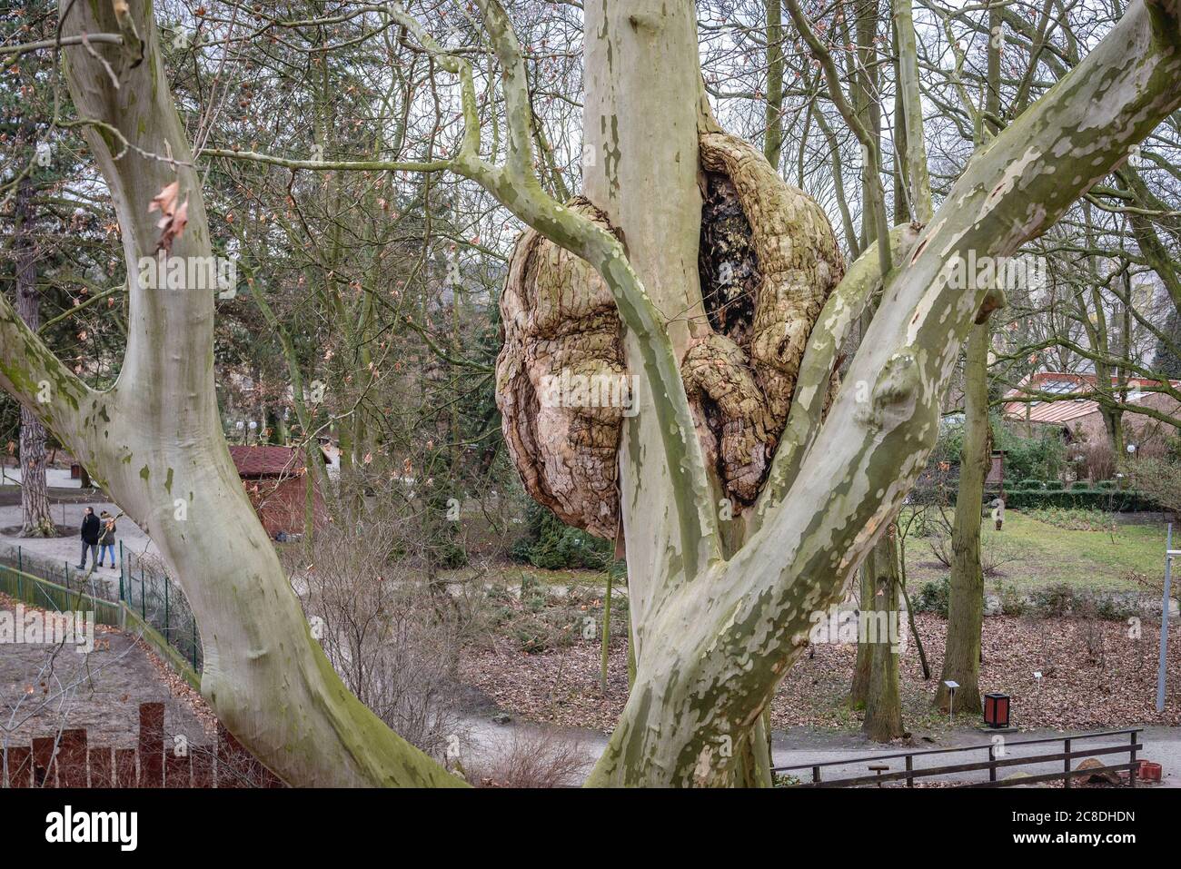 Burl sul Platanus x acerifolia - platano londinese nello Zoo e nel Giardino Botanico di Torun, Voivodato Pomeriano Kuyaviano della Polonia Foto Stock