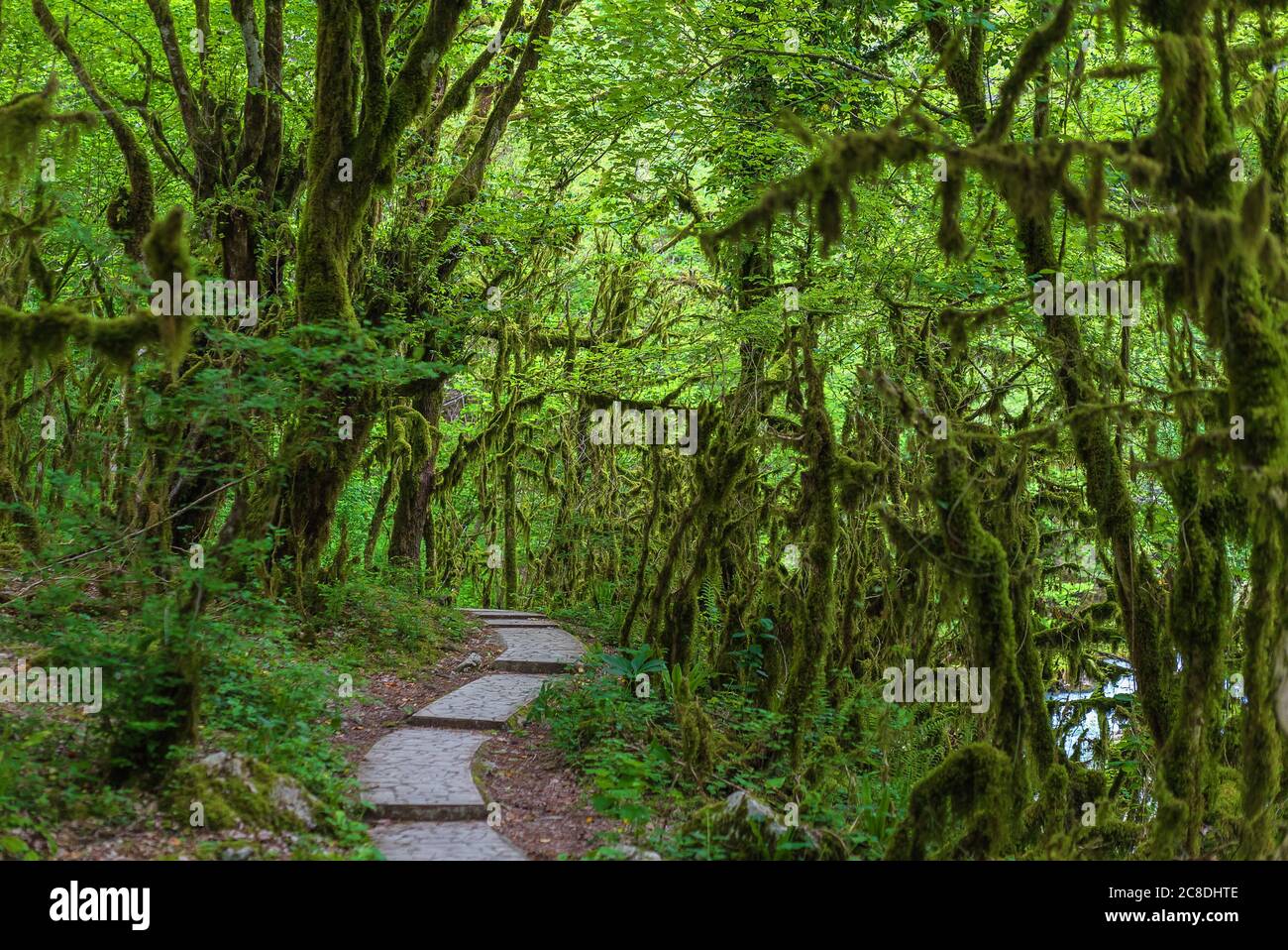 Famoso legno di Boxwood, Buxus colchica, foresta subtropicale coperta muschio. Con un sentiero in pietra attraverso di esso. Costo del Mar Nero. Relict foresta di alberi Foto Stock