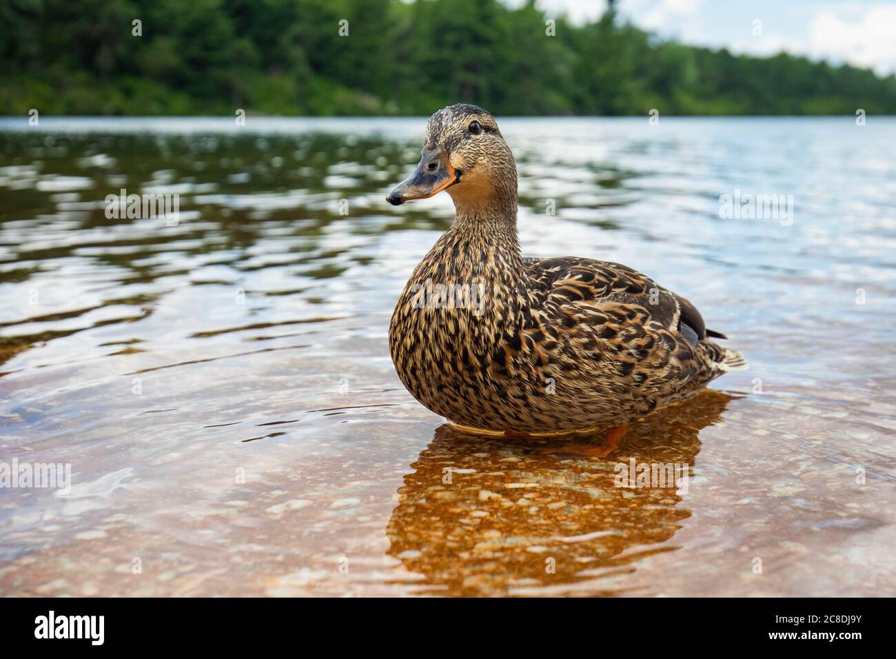 Cute primo piano su ritratto di anatra in un lago pulito estate nuoto Foto Stock