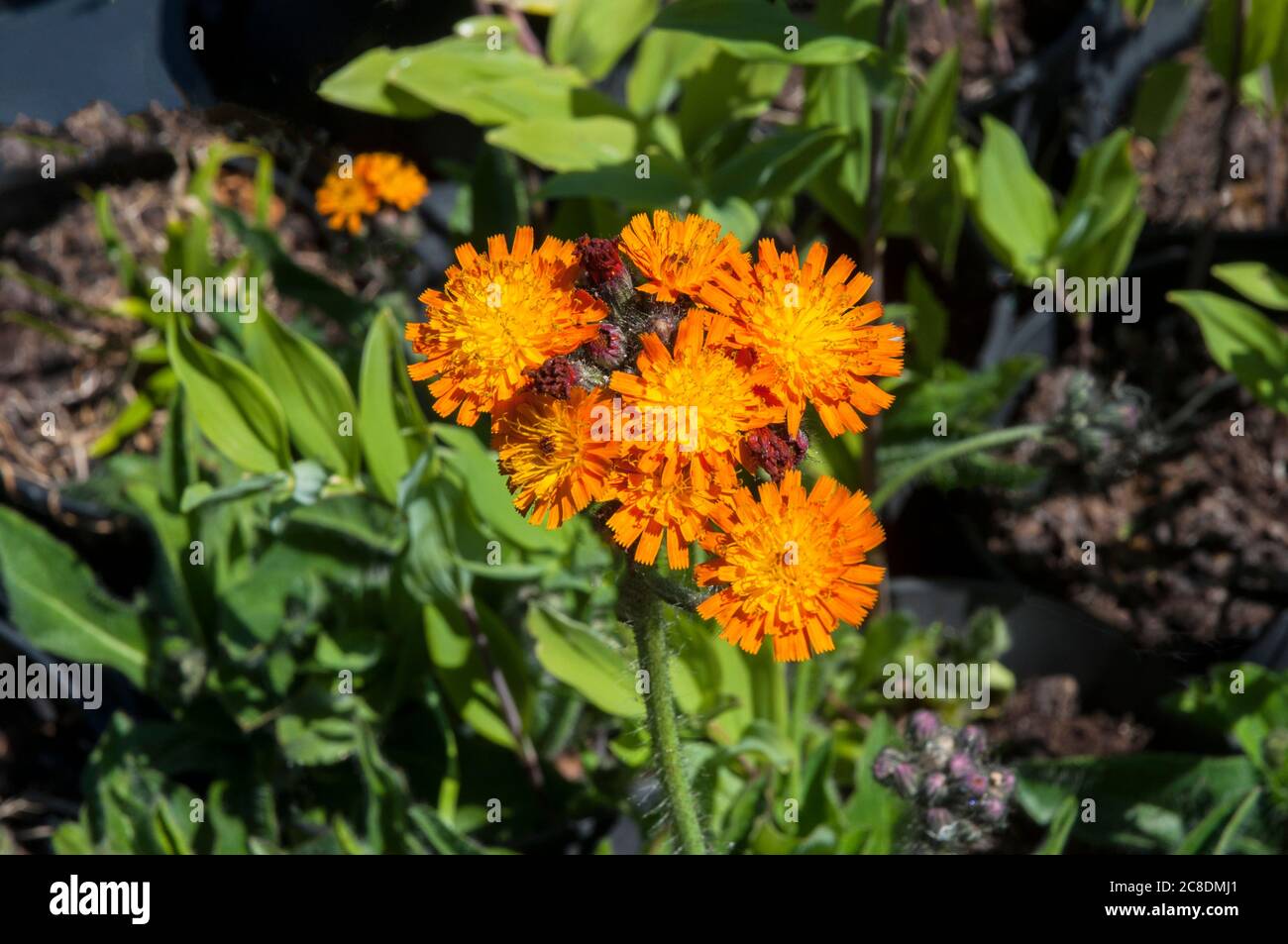 Arancio Hawkweed Hieracium aurantiacum un fiore selvaggio della famiglia Daisy un perenne fiorito arancio che fiorisce durante l'estate ed è completamente duro Foto Stock