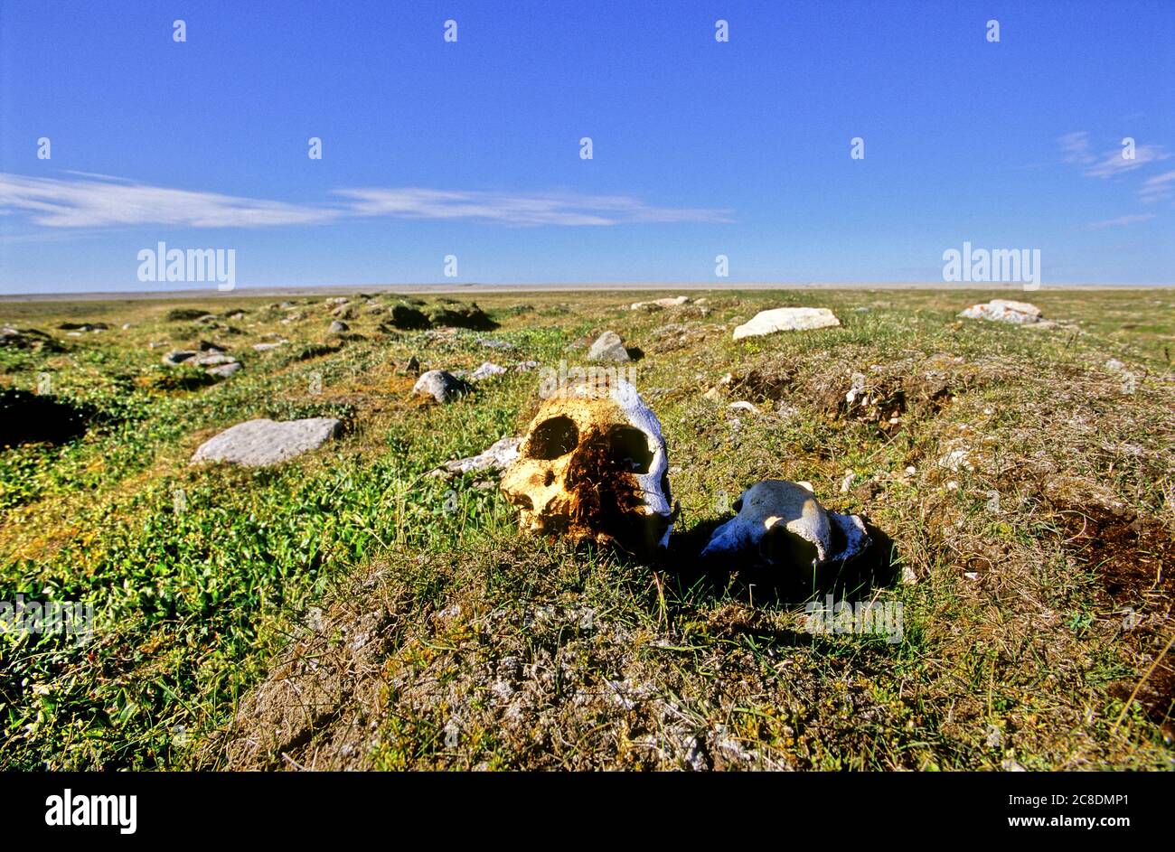 Cranio sull'isola di Mansel, Hudson Bay, Nunavut, Canada Foto Stock
