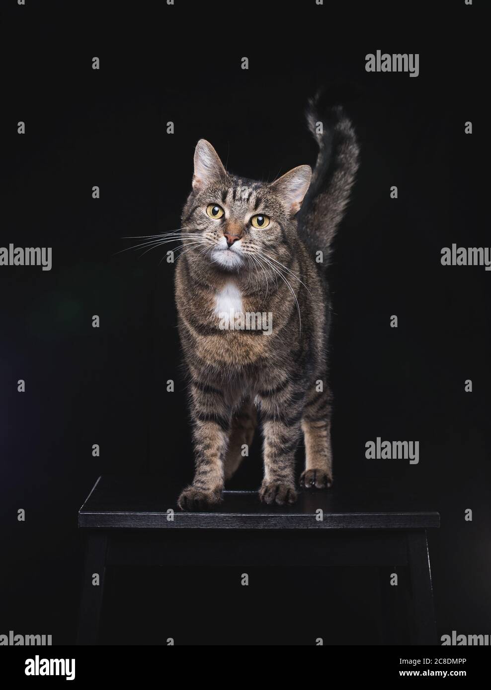 Tabby European Shorthair cat permanente sulla feci nere Foto Stock