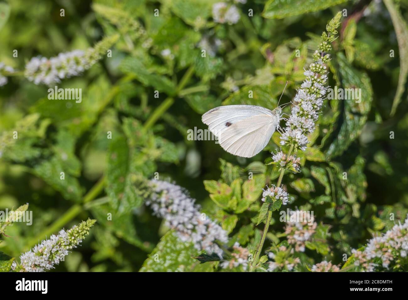 grande farfalla bianca sui fiori di menta piperita in una giornata di sole Foto Stock