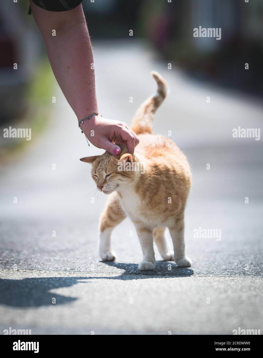 gatto zenzero che viene stroked sulla strada pubblica da femmina in luce del sole Foto Stock