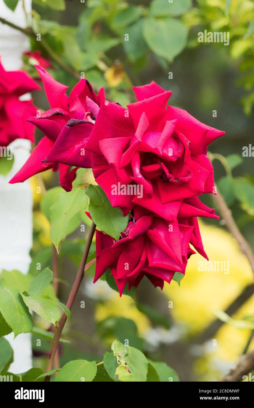 Arrampicata Rosa Dublin Bay fiorire in un giardino inglese in estate Foto Stock