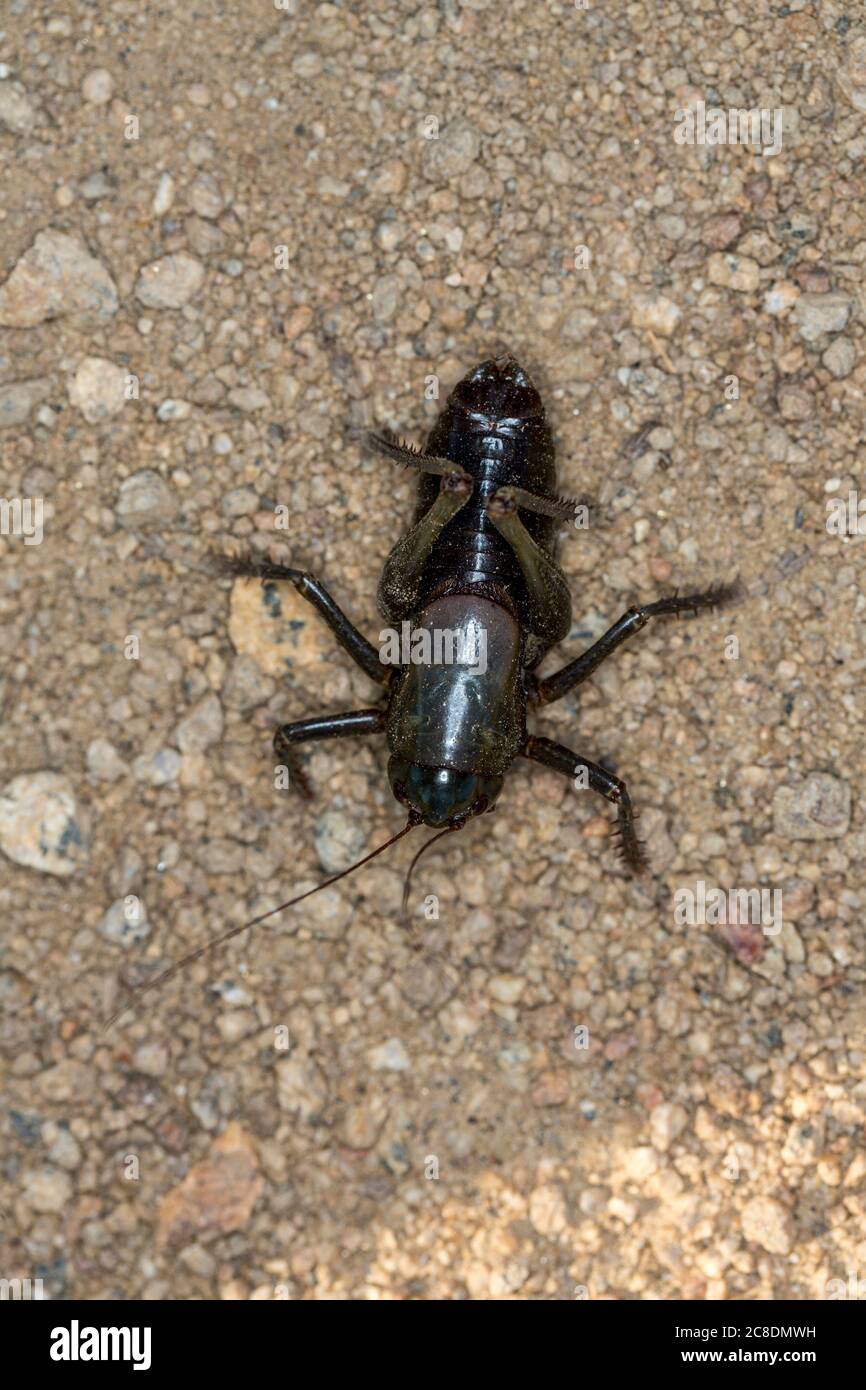Da vicino il macro nero mormon cricket sulla sabbia deserto terreno vista dall'alto in basso Foto Stock