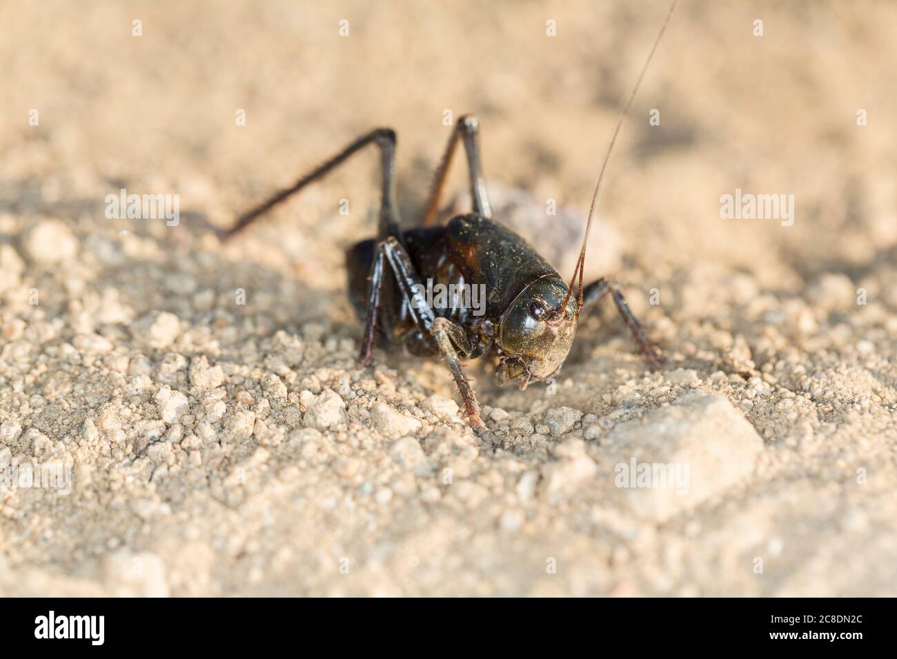 Su vicino macro nero mormon cricket su sabbia deserto terreno Foto Stock