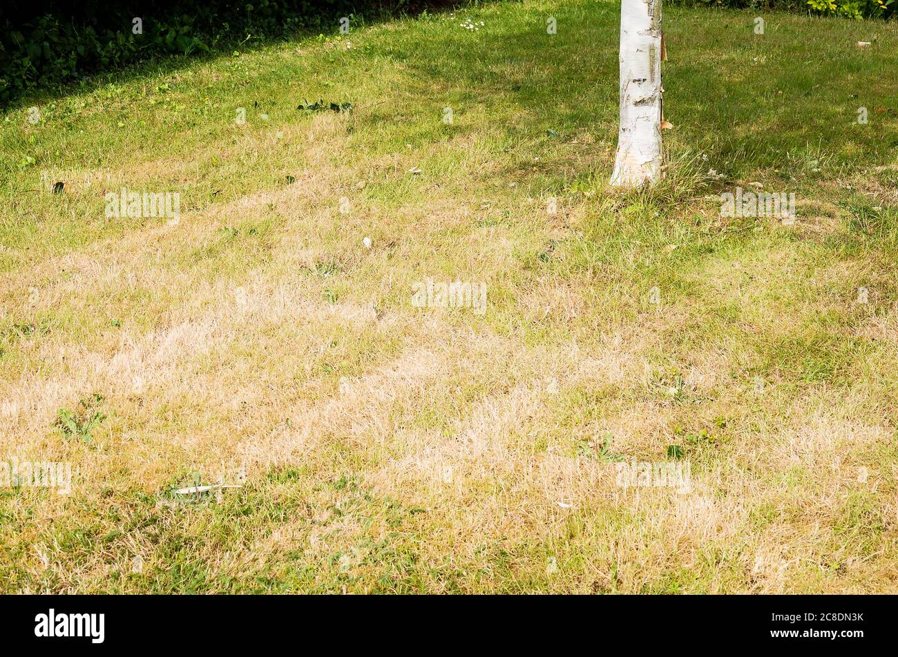 Un prato d'erba in estate che mostra come le aree non ombreggiate rapidamente si asciugano e si marrone prima di recuperare una volta che le piogge tornano nel Regno Unito. I punti verdi isolati mostrano come m Foto Stock