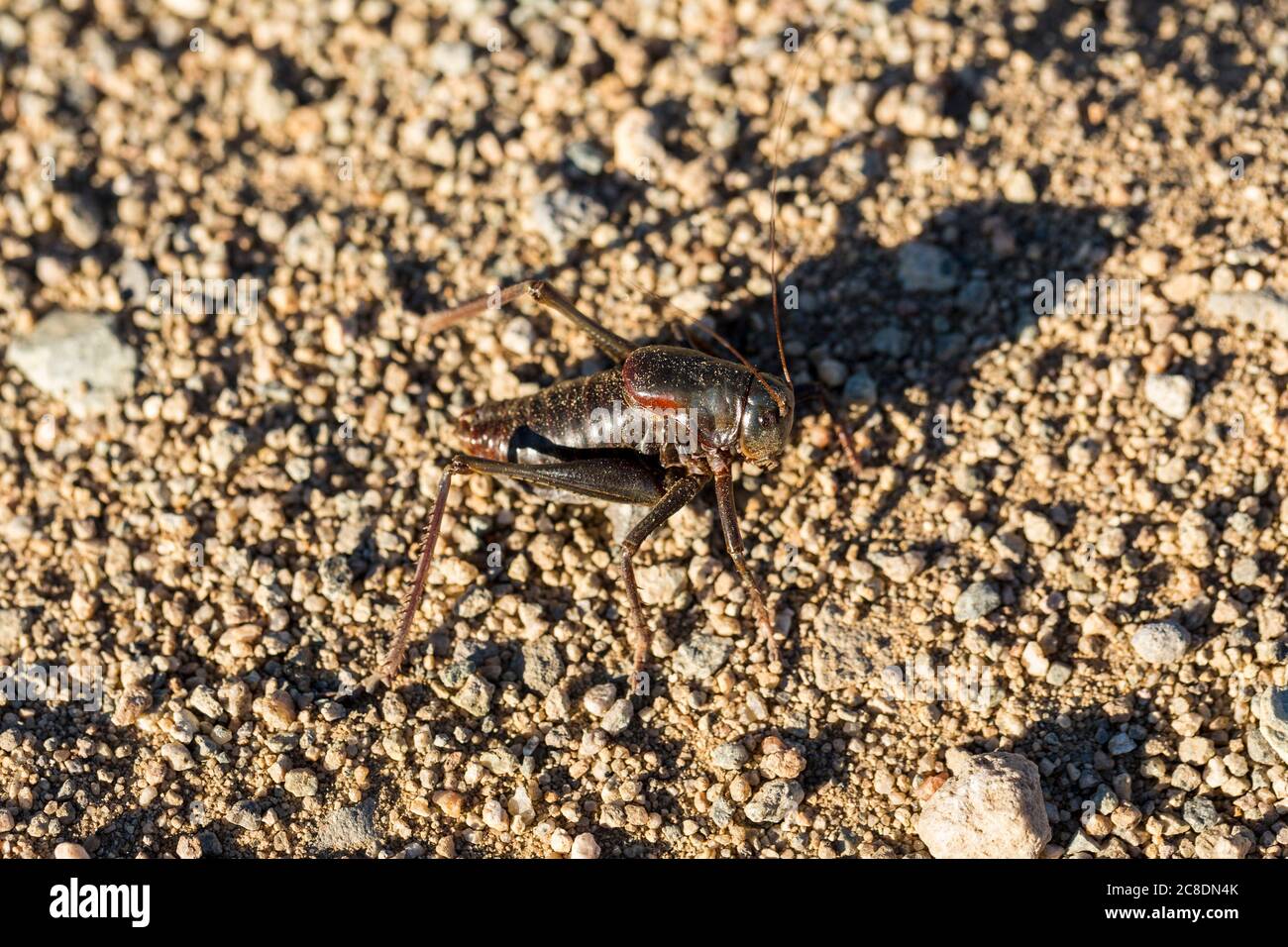 Su vicino macro nero mormon cricket su sabbia deserto terreno Foto Stock