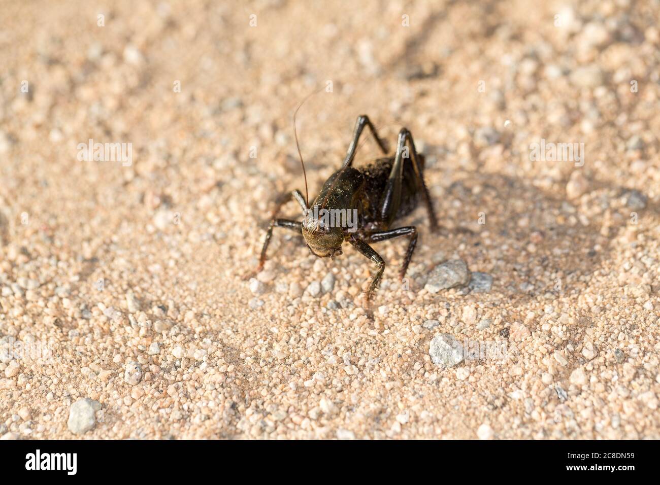 Su vicino macro nero mormon cricket su sabbia deserto terreno Foto Stock