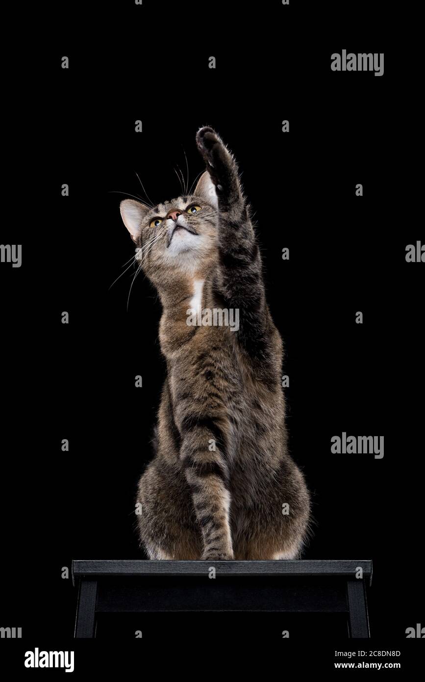 Tabby shorthair cat seduto su feci nere il sollevamento della zampa anteriore in nero di sfondo per studio Foto Stock