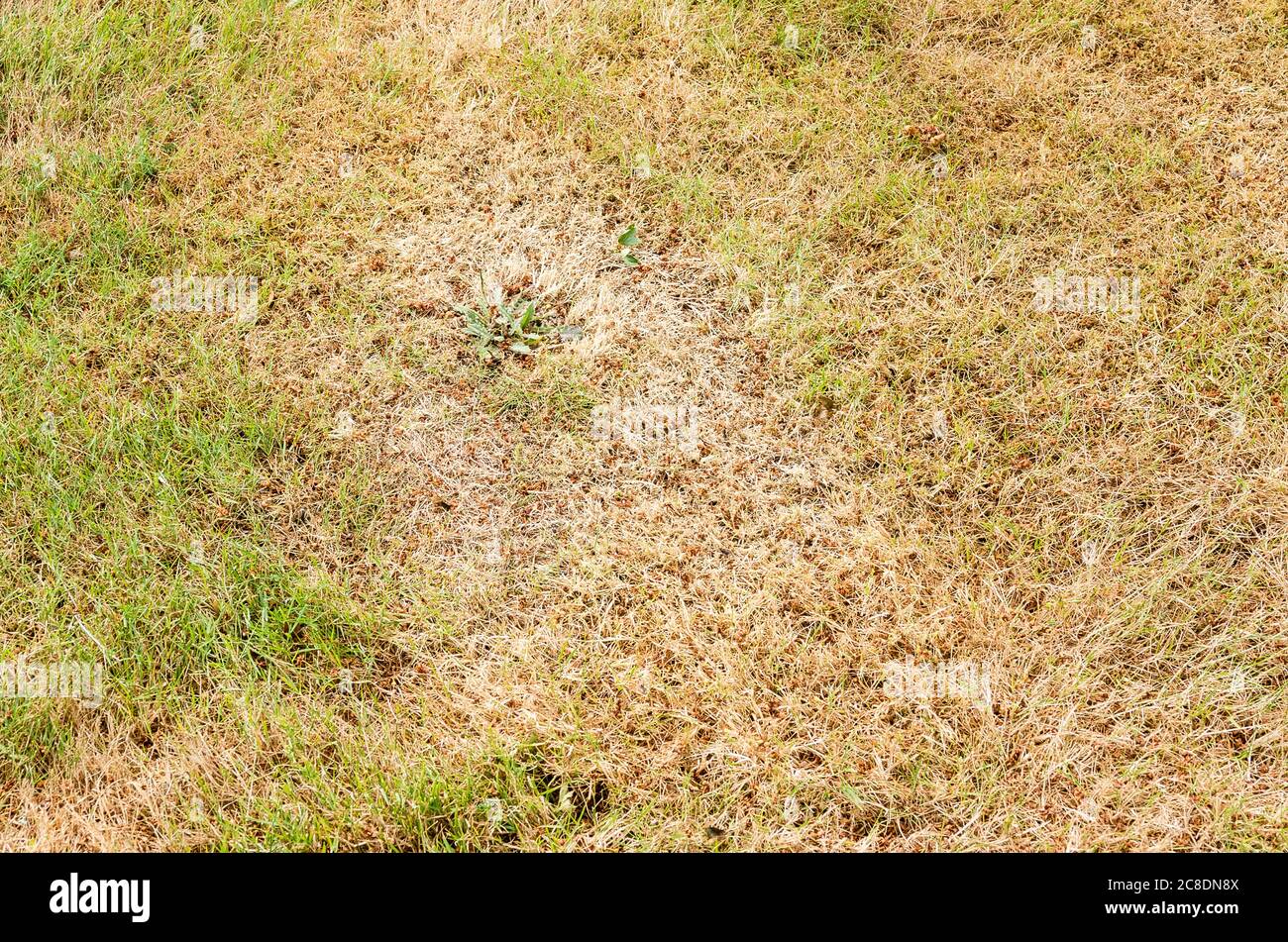 Un prato d'erba in estate che mostra come le aree non ombreggiate rapidamente si asciugano e si marrone prima di recuperare una volta che le piogge tornano nel Regno Unito. I punti verdi isolati mostrano come m Foto Stock