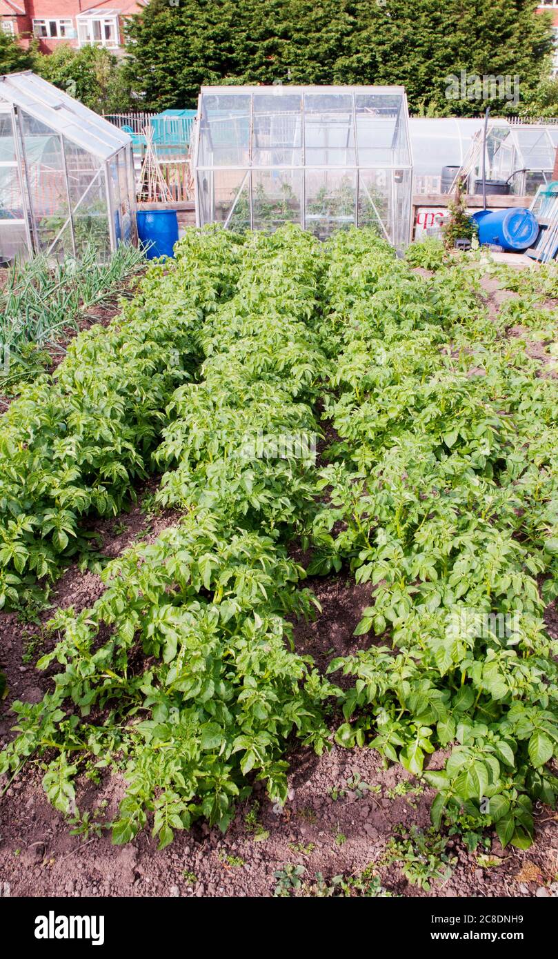 Righe di patate in piena foglia sul riparto garden Foto Stock