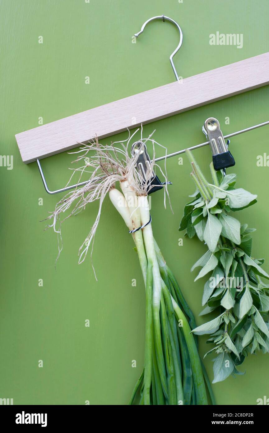 Coathanger con erbe Foto Stock