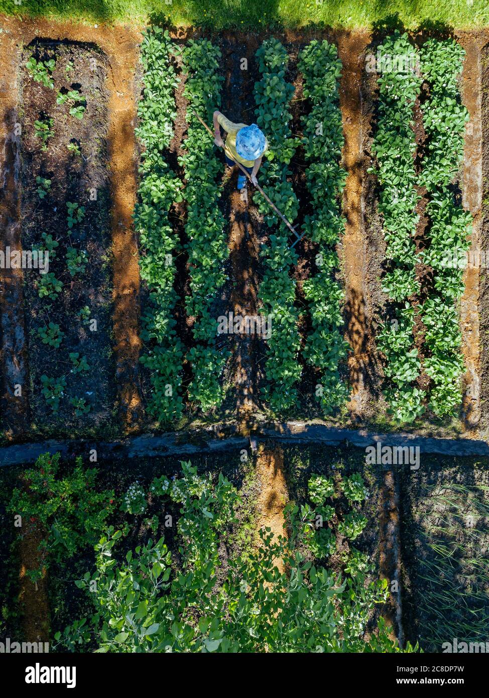 Lavoratore femminile al campo di fragole, vista aerea Foto Stock