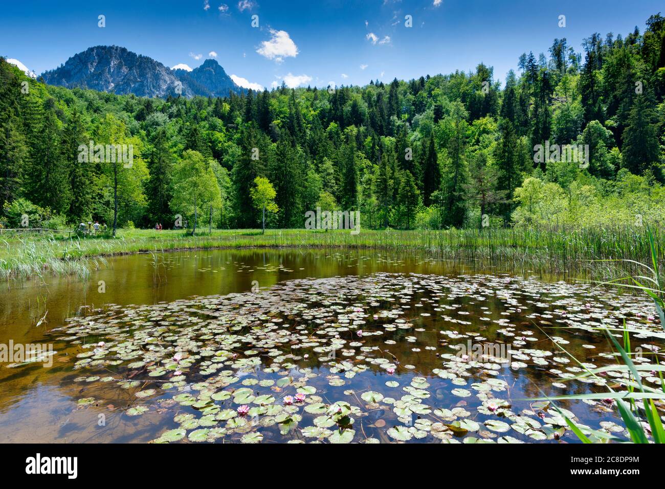 Germania, Baviera, Fussen, ninfee che crescono sul lungolago nel Parco Schwansee Foto Stock