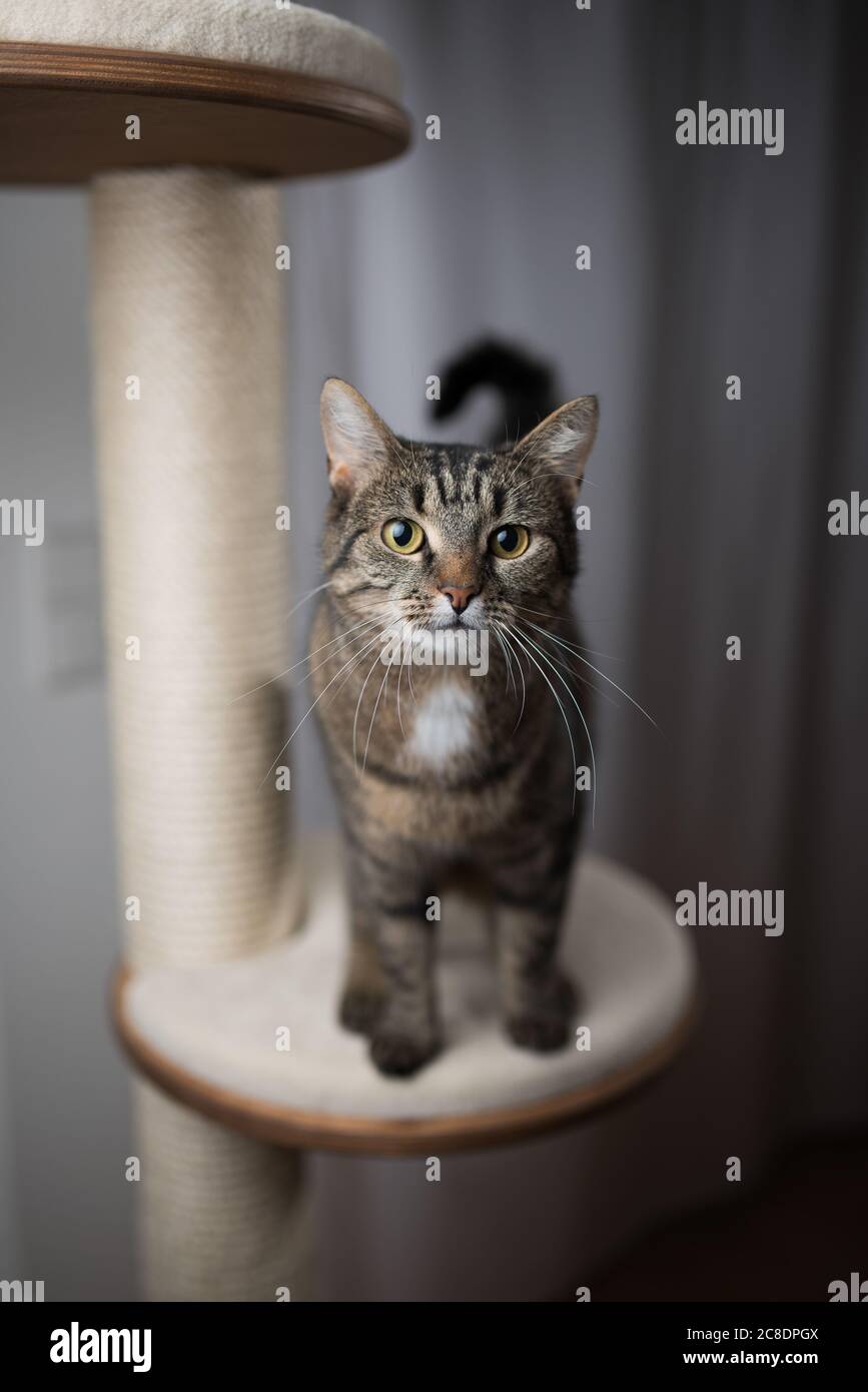 Tabby cat in piedi sulla piattaforma di graffi post cat tree Foto Stock